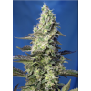 Green Poison XL Auto